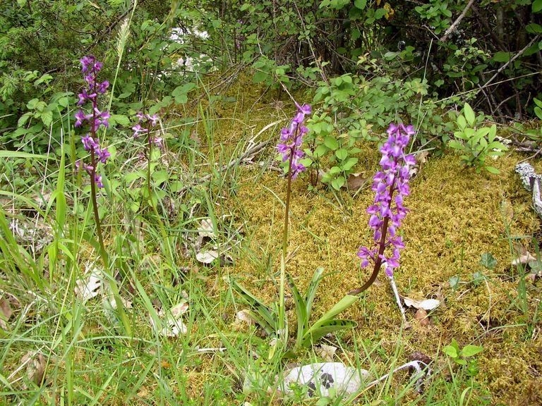 2008 05 Martel,orchidées à foison 03